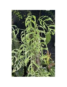 1 Mostera obliqua plant -... 2