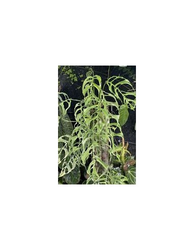 1 Planta de Mostera obliqua- Vivero por Internet