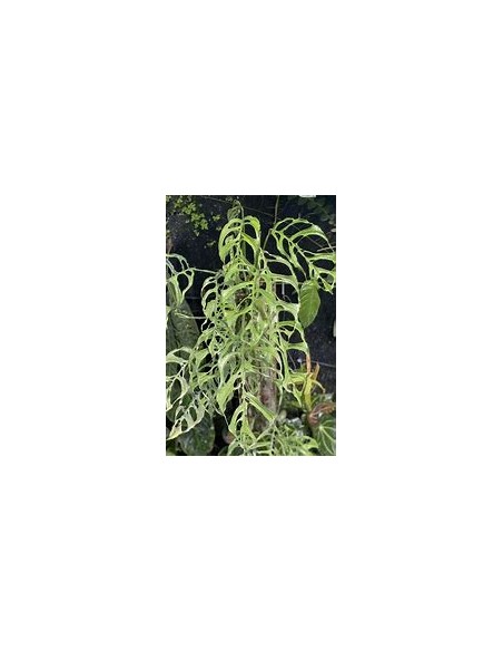 1 Planta de Mostera obliqua- Vivero por Internet