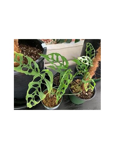 1 Planta de Mostera obliqua- Vivero por Internet