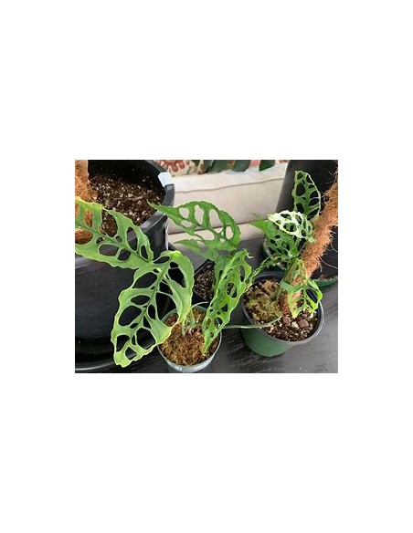 1 Planta de Mostera obliqua- Vivero por Internet