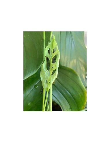 1 Mostera obliqua plant - Online Nursery