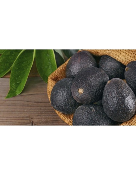 1 Hass avocado (Persea americana) Live grafted  tree 1 Hass avocado (Persea americana) Live grafted  tree