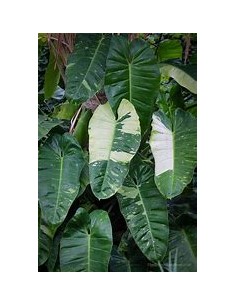 1 Planta de Philodendron...