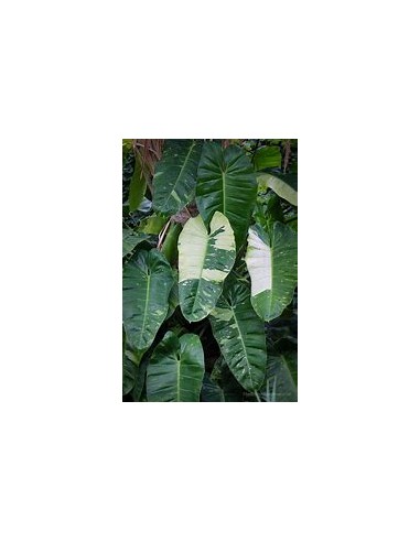 1 Philodendron jose buono Medium plant- Nursery by Internet