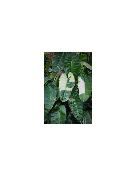 1 Philodendron jose buono Medium plant- Nursery by Internet