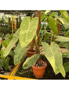 1 Philodendron jose buono... 2