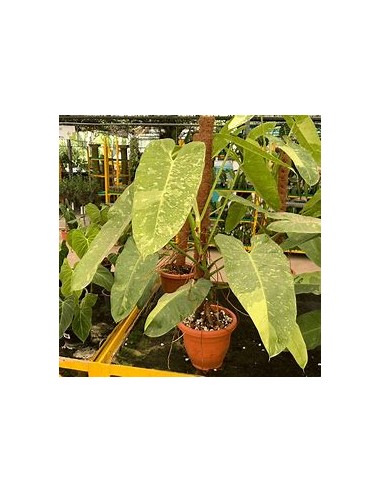 1 Philodendron jose buono Medium plant- Nursery...