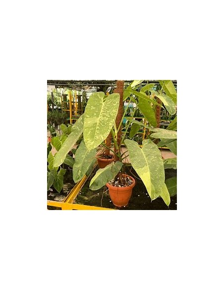 1 Philodendron jose buono Medium plant- Nursery by Internet