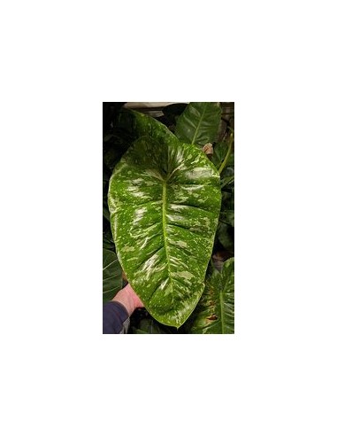 1 Philodendron jose buono Medium plant- Nursery...