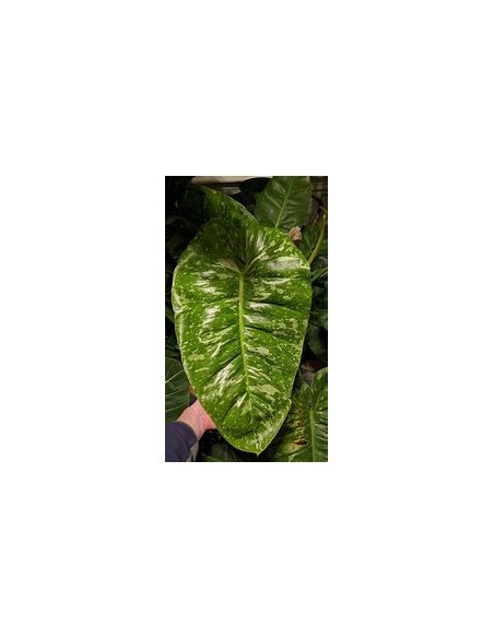 1 Philodendron jose buono Medium plant- Nursery by Internet