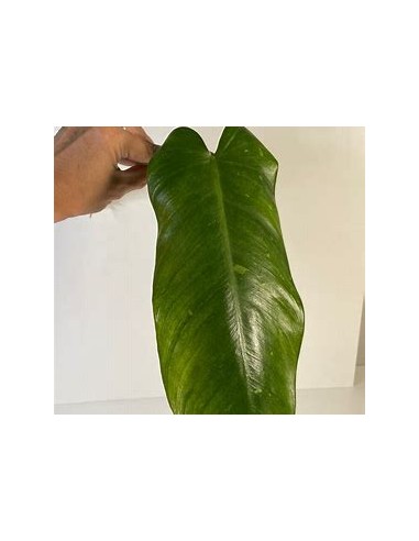 1 Planta de Philodendron jose buono Mediano-...
