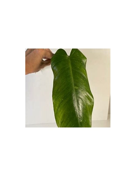 1 Planta de Philodendron jose buono Mediano- Vivero por Internet