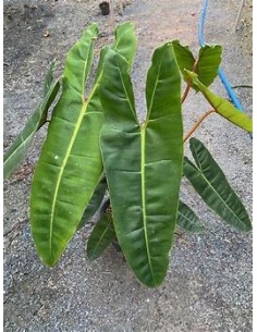 1 Planta de Philodendron...