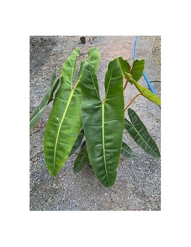 1 Philodendron billetiae plant - Internet Nursery