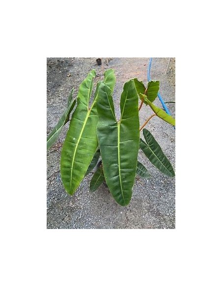 1 Philodendron billetiae plant - Internet Nursery