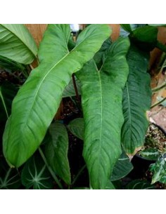 1 Philodendron billetiae... 2
