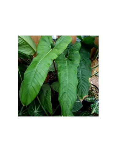 1 Planta de Philodendron billetiae- Vivero por...