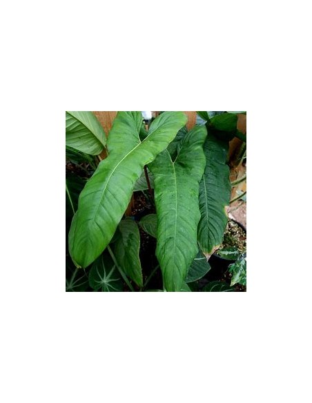 1 Planta de Philodendron billetiae- Vivero por Internet