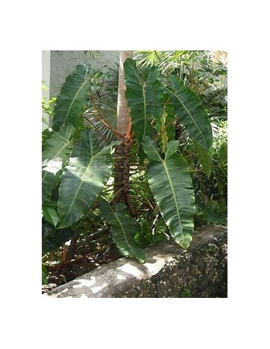 1 Philodendron billetiae plant - Internet Nursery