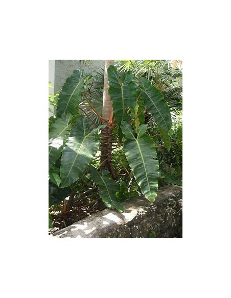 1 Philodendron billetiae plant - Internet Nursery