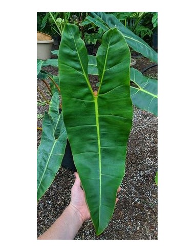 1 Philodendron billetiae plant - Internet Nursery