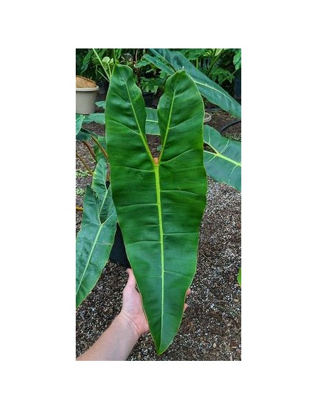 1 Planta de Philodendron billetiae- Vivero por Internet