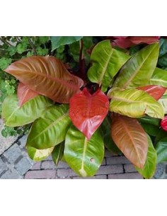 1 Philodendron ''Orange...