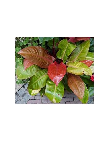 1 Philodendron ''Orange Prince'' Mexico- Online Nursery