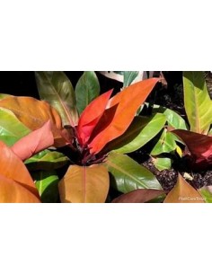 1 Philodendron ''Orange... 2