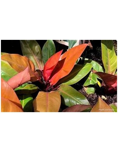 1 Planta de Philodendron ''Principe naranja''...