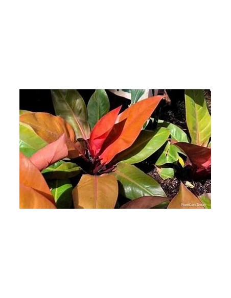 1 Planta de Philodendron ''Principe naranja'' Mexico- Vivero por Internet