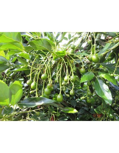 1 Hass avocado (Persea americana) Live grafted  tree