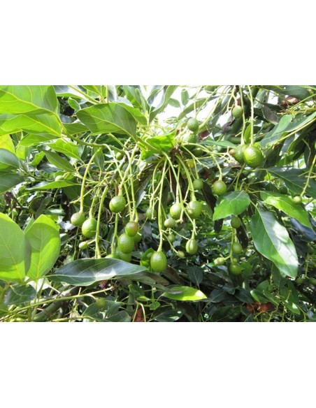 1 Hass avocado (Persea americana) Live grafted  tree 1 Hass avocado (Persea americana) Live grafted  tree