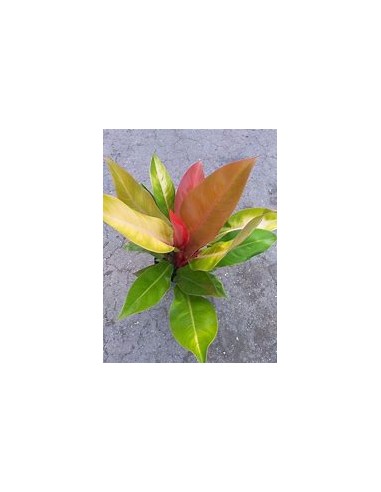 1 Planta de Philodendron ''Principe naranja''...