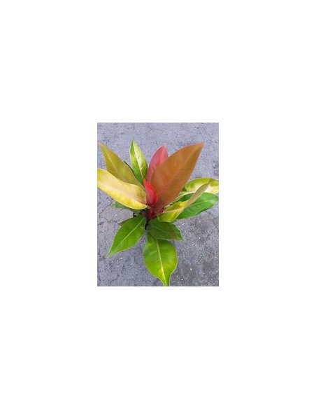1 Philodendron ''Orange Prince'' Mexico- Online Nursery