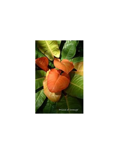 1 Planta de Philodendron ''Principe naranja''...