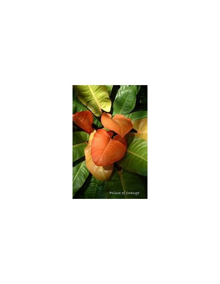 1 Planta de Philodendron ''Principe naranja'' Mexico- Vivero por Internet