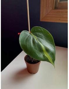 1 Planta de Philodendron...