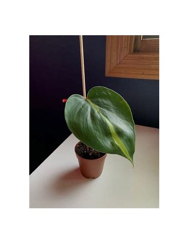 1 Philodendron brasil Potted Plant - Online Nursery