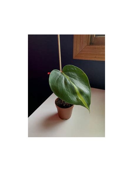 1 Philodendron brasil Potted Plant - Online Nursery
