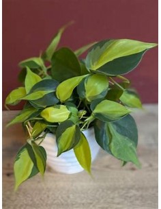 1 Planta de Philodendron... 2