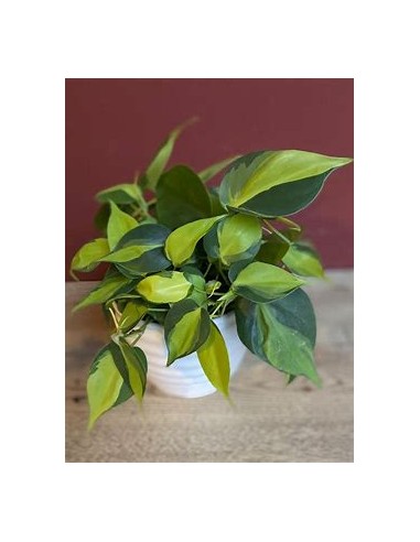 1 Philodendron brasil Potted Plant - Online...