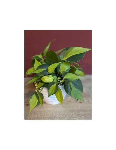 1 Philodendron brasil Potted Plant - Online Nursery