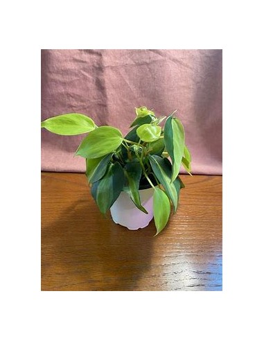 1 Planta de Philodendron brasil Maceta- Vivero...