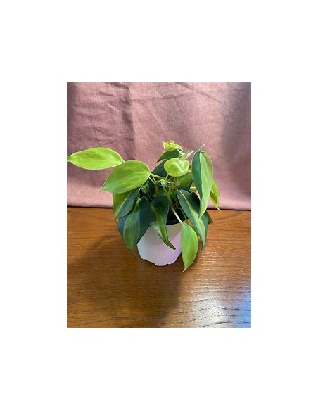 1 Planta de Philodendron brasil Maceta- Vivero por Internet