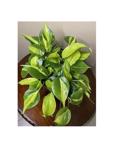 1 Planta de Philodendron brasil Maceta- Vivero...