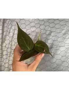 1 Philodendron Micans plant...