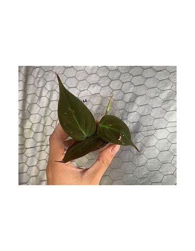 1 Philodendron Micans plant small cuttings- Internet Nursery