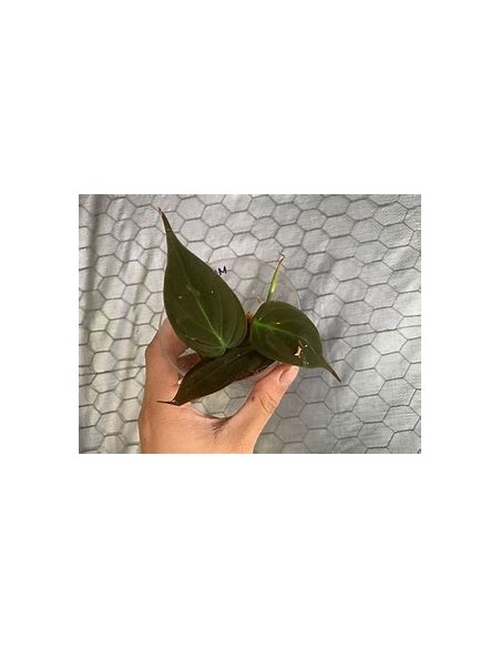 1 Philodendron Micans plant small cuttings- Internet Nursery